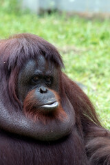 bornean orangutan (pongo pygmaeus) side profile close up © DS light photography
