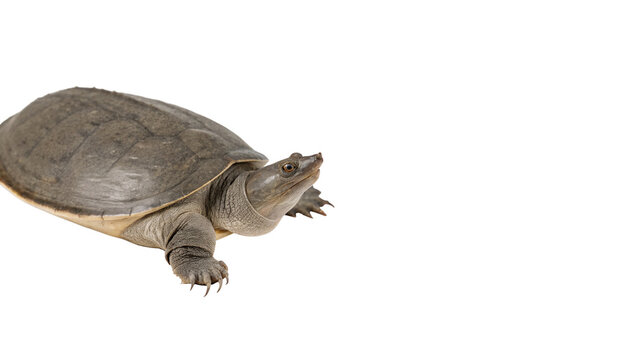 A small brown land turtle reptile crawling isolated on transparent background