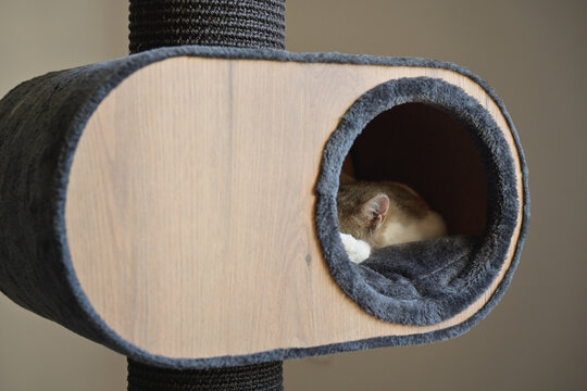 D&eacute;tail d'une oreille de la t&ecirc;te d'un chat gris et blanc endormi, visible dans le rond de sa cabane
