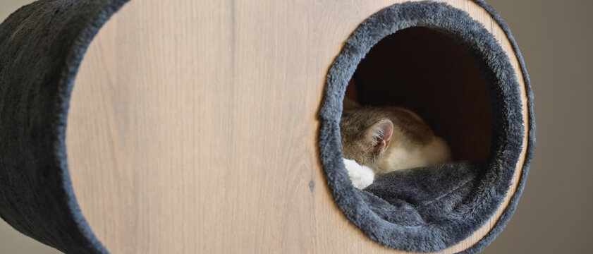 D&eacute;tail d'une oreille de la t&ecirc;te d'un chat gris et blanc endormi, visible dans le rond de sa cabane, format banni&egrave;re