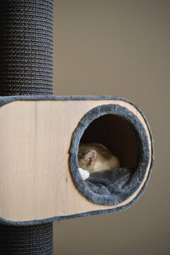 D&eacute;tail d'une oreille de la t&ecirc;te d'un chat gris et blanc endormi, visible dans le rond de sa cabane, format vertical