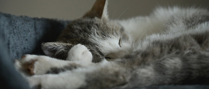 Gros plans d'un chat gris et blanc endormi en boule sur son coussin, la t&ecirc;te blottie sur sa patte, format banni&egrave;re