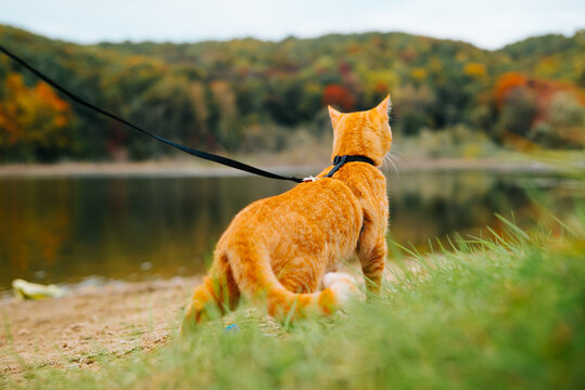 An orange cat is standing on a grassy area next to a lake. The cat is on a leash and facing away, observing the colorful autumn trees reflected in the water