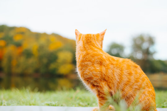 An orange cat sits on the ground, gazing at a lake surrounded by trees in autumn colors. The setting highlights the vibrant yellows and oranges of the foliage