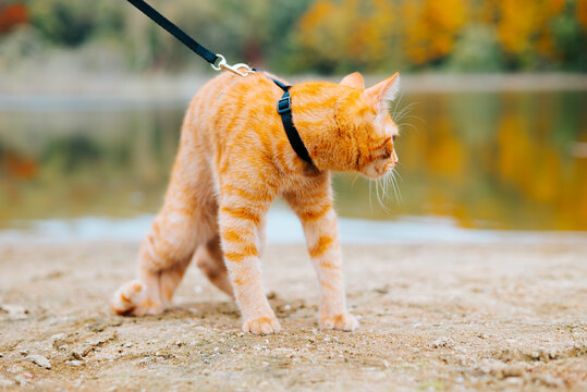 An orange tabby afraid cat is walking on a leash along the shore of a body of water. The setting features autumn trees and a calm landscape, creating a colorful scene