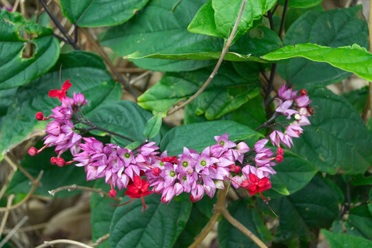 Colored petaloid calyx persisting after corolla senescence and enclosing seeds, close-up of Clerodendrum &times; speciosum inflorescence