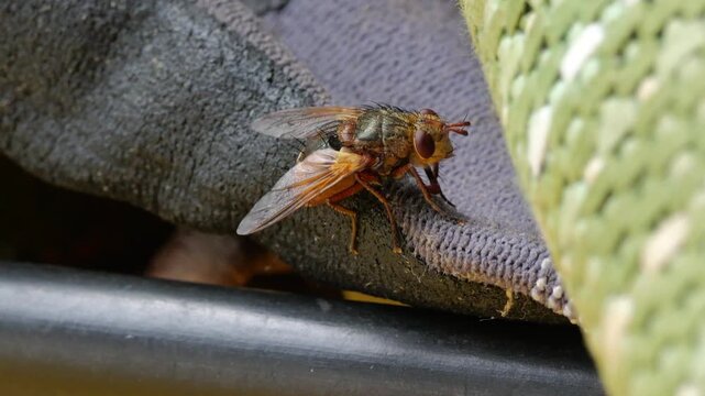 Nahaufnahme Fliege (Brachycera) 