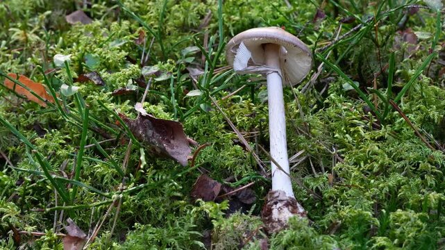 Grauer Wulstling (AMANITA EXCELSA)
