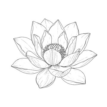 Fleur de lotus