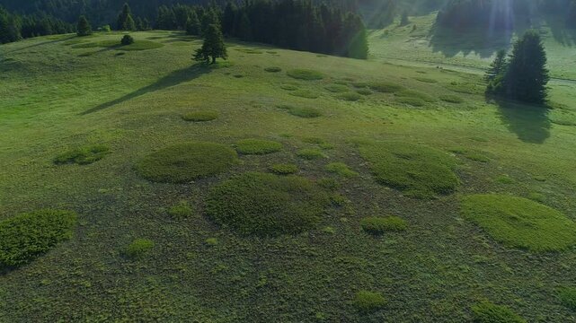 Spring drone footage of fir forests in Mount Oiti National Forest, Central Greece, the legendary mountain where Heracles ((Hercules) is said to have burned on a funeral pyre and died in mythology.
