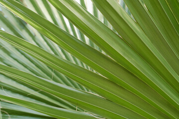 Detailed macro shot of a green fan palm frond © Cavan