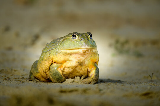 Close-up portrait of a large african bullfrog resting on sandy ground with bullfrog, amphibian
