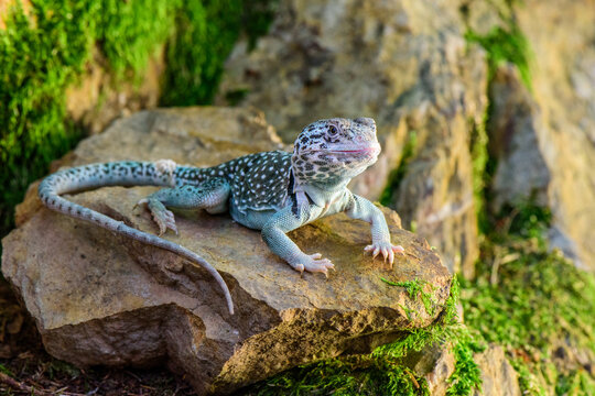 Collared lizard resting on a textured desert rock in natural sunlight with collared wildlife creature