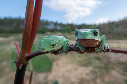 The image shows two bright green tree frogs, 