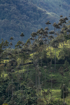 Wax palm trees, native to the humid montane forests of the Andes, towering the landscape of Cocora Valley at Salento, among the coffee zone of Colombia