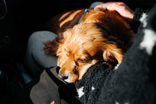 A golden brown dog rests with its head on a person's black clothing inside a car. Sunlight falls across the dog's fur while a hand rests on its back