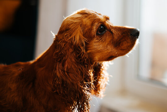 Brown spaniel sits indoors and looks toward a window. Light falls across its head and curly ears, with a soft-focus room in the background