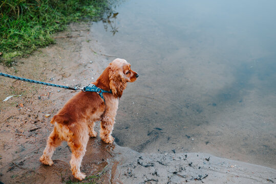 A golden cocker spaniel stands on a leash at the muddy edge of shallow water, facing the pond. Grass and wet ground line the shore