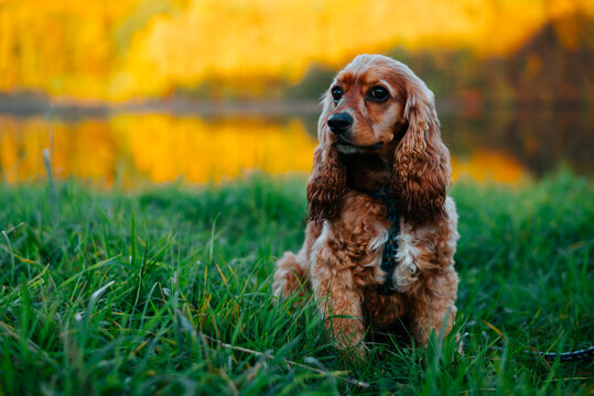 A brown spaniel sits in grass outdoors, facing the camera. Yellow autumn foliage and a blurred fence fill the background