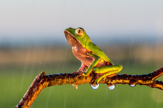 Small green and orange tree frog climbing along a thin brown tree branch in the early morning light