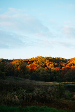 Trees in fall colors cover a rolling ridge above a field of grasses and shrubs. Clouds fill the blue sky, with sunlight falling on the treetops