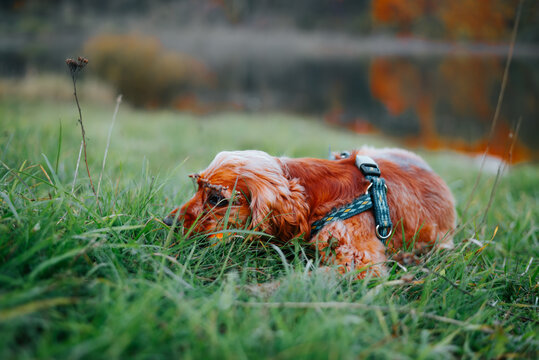 A long-haired reddish-brown dog wearing a harness lowers its head to sniff grass in an outdoor field. Orange foliage and a blurred landscape appear in the background