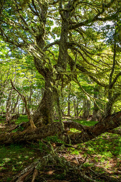 Evergreen beech forest near foot of Andes mountains, Patagonia, Argentina, South America, chile