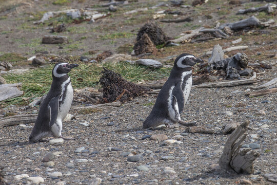 Two magellanic penguins standing on rocky ground in patagonia with magellanic wildlife patagonia