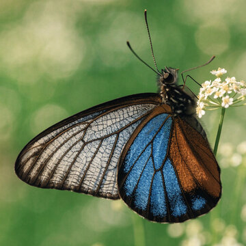 Close up of a blue and brown butterfly resting on a small white wildflower in nature