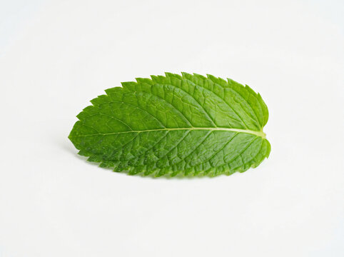 A single fresh green mint leaf macro shot on a bright plain background.