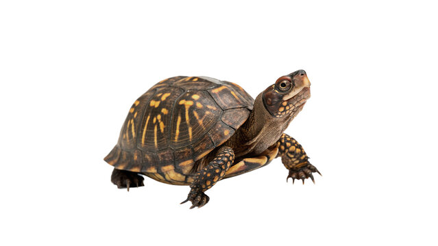 A small brown land turtle tortoise reptile crawling isolated on transparent background