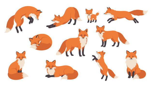 Cute red fox character vector flat collection. Animal, wildlife, jump, run, sleep, tail, forest, nature and mammal.