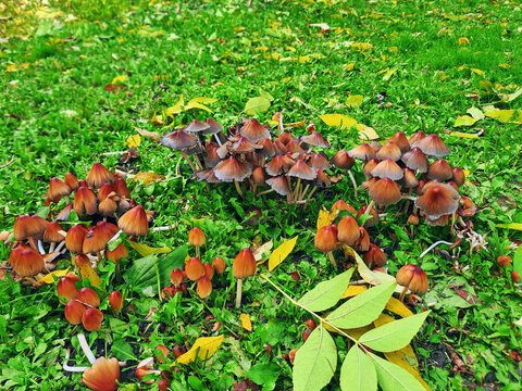 Mica cap wild fungi cluster grow on autumn glade with colorful fallen leaves