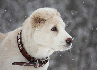 Profile portrait of a white Central Asian Shepherd puppy (Alabai) in falling snow. © Nikolai