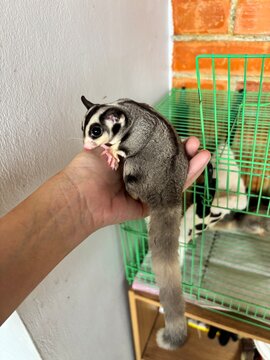 Sugar glider