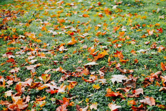 Scattered leaves in shades of orange, red, and yellow cover a grassy area in a park. The foliage suggests it is autumn, with a natural landscape characteristic of this season