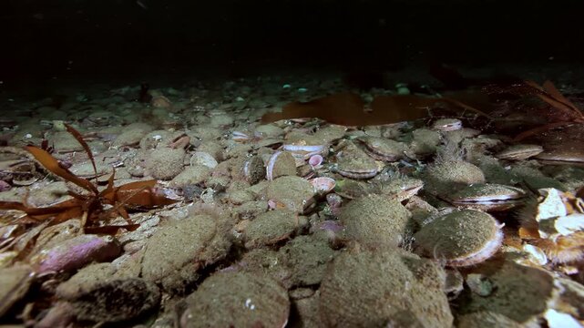 Crab Moving Across Shell-Covered Seabed. The cold-water seabed scene shows attached invertebrates, shells, rock and benthic debris with subdued natural color and no asserted location.