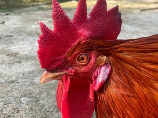 Gallus Gallus Domesticus Red Rooster Comb Profile Macro Close Up © Islam
