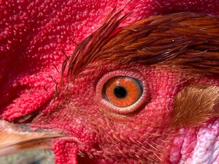 Gallus Gallus Domesticus Rooster Eye Red Comb Extreme Macro Shot © Islam