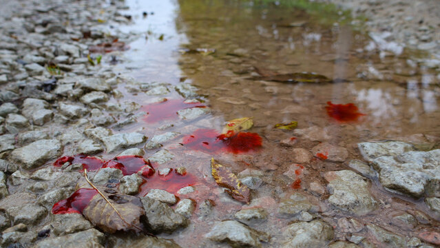 Red liquid spreads across puddles on a gravel and muddy road, reflecting the sky, creating an unsettling scene hinting at a recent incident, injury, or potential danger