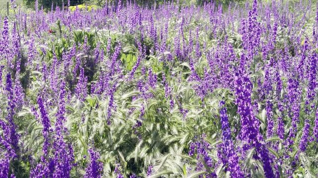 beautiful lavender field in bloom at sunset, purple flowers garden landscape,Scenic view of lavender garden, aromatic purple flower fields in spring, Botanical lavender flowers for aromatherapy