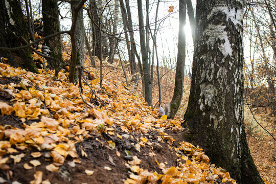 a squirrel in a nature park or an autumn forest