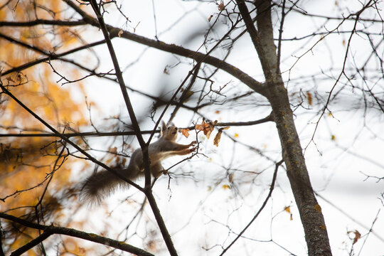 a squirrel in a nature park or an autumn forest