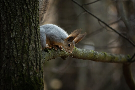 a squirrel in a tree in a nature park or an autumn forest