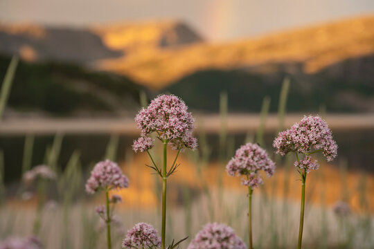 Valerian flowers with golden light on mountains and faint rainbow