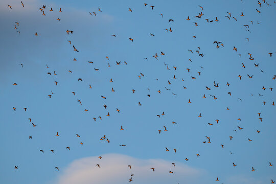 A whirl of flying puffins fills evening sky, Lovund, Helgeland