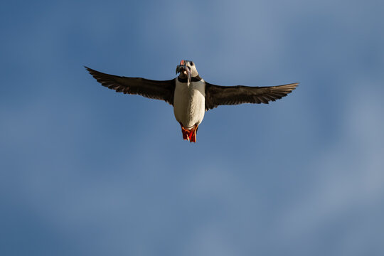Flying puffin returning with fish in beak, Lovund, Helgeland