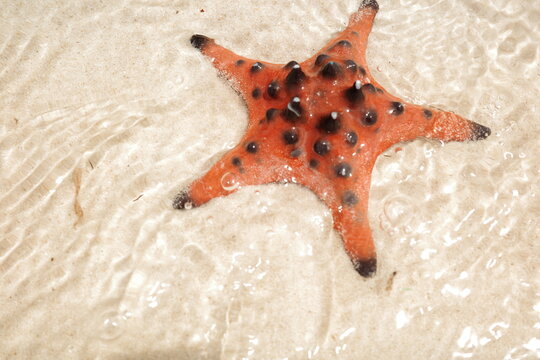 Bright red starfish in shallow water on a sandy beach