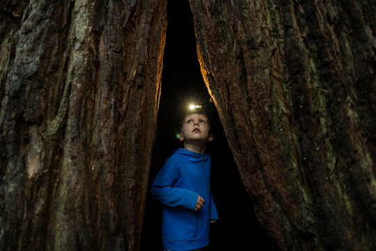 Curious boy with a headlamp looks up from inside a large tree
