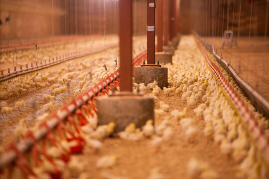 Rows of baby chicks feeding indoors at a poultry farm